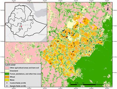 Forest Edges Near Farms Enhance Wheat Productivity Measures: A Test Using High Spatial Resolution Remote Sensing of Smallholder Farms in Southern Ethiopia